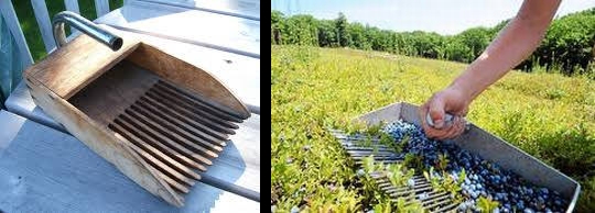 Blueberry rakes