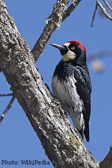 Acorn Woodpecker - WikiPedia Photo