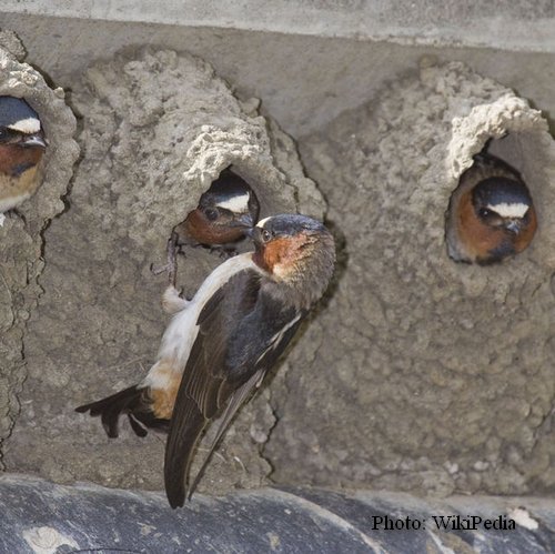 American Cliff Swallow