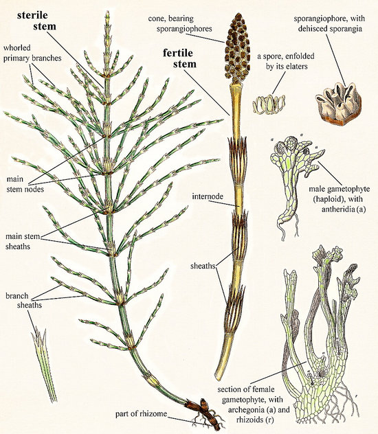 Morphology and anatomy of Equisetum