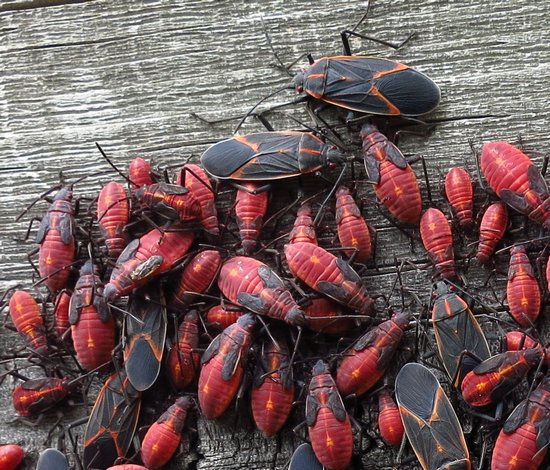 Boxelder bug detail Boxelder bug detail
