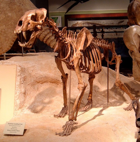 Skeleton of the scimitar-toothed cat Homotherium serum from Friesenhahn cave