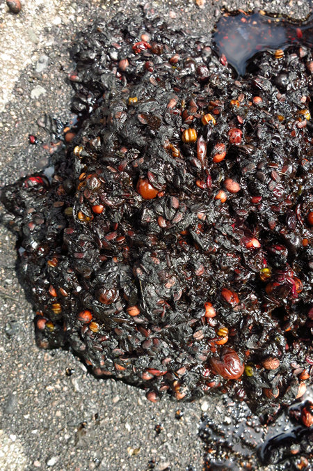 Photo by Mike Breiding - Click for larger image