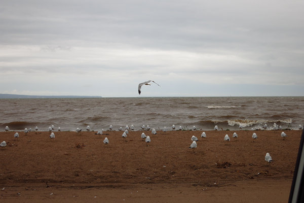 Photo by Mike Breiding - Click for larger image