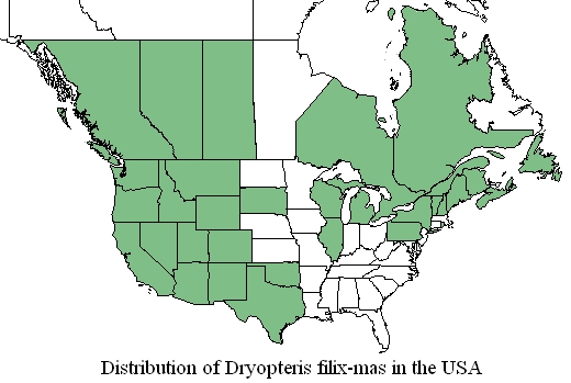 Distribution of Dryopteris filix-mas in the United States