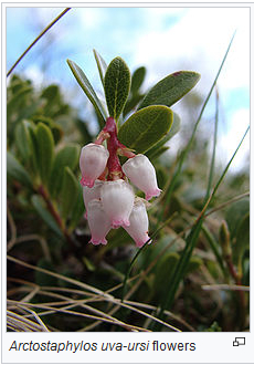 Arctostaphylos flowers