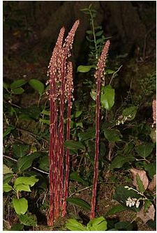 Pterospora andromedea