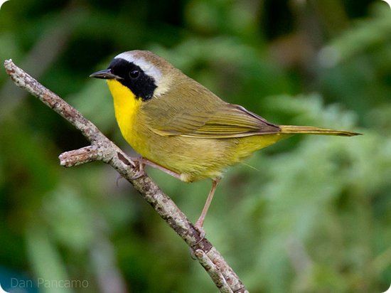 Common Yellow-throat