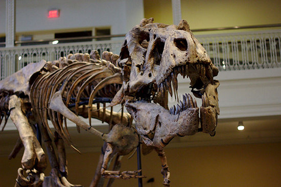 Dinosaur skeleton on display at the Carnegie Museum of Natural History