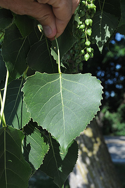 Eastern cottonwood leaf -  Populus deltoides