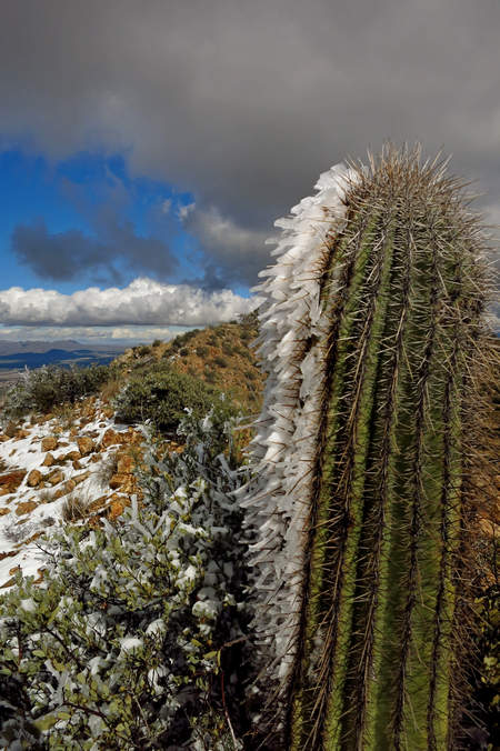 snow_and_ice_encrusted_saguaro_on_wasson_peak