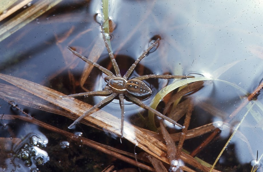 Water Spider - Photo by Mike Breiding