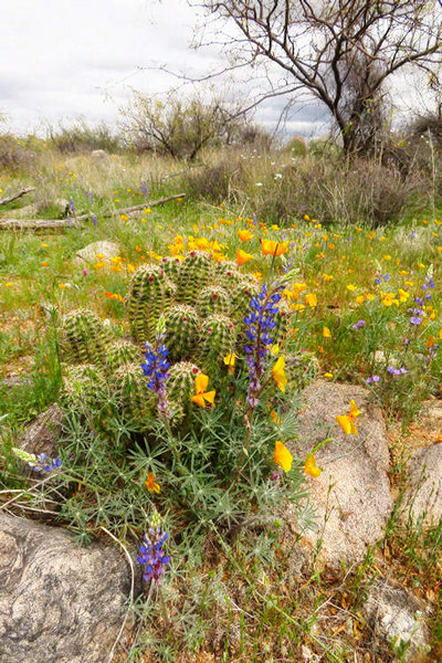 Sonoran Wildflowers Catalina State Park