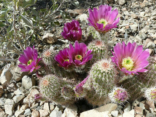 Echinocereus bonkerae, hedgehog cactus. taken at the arizona sonoran desert museum, tucson, az