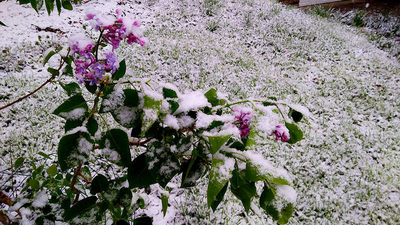 Snow covered lilac