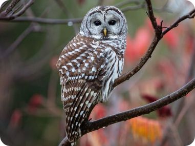 Barred Owl