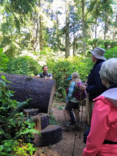 Looking at a large Sitka Spruce