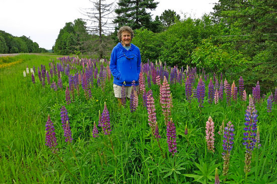 Lupines from our June, 2015 trip to the Upper Peninsula of Michigan