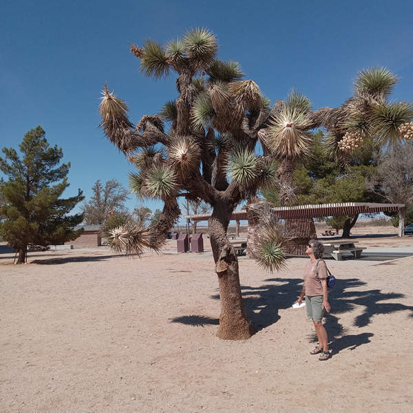 I nice Joshua Tree specimen at the Boron Rest Area. Photo by Mike Breiding - Click for larger image