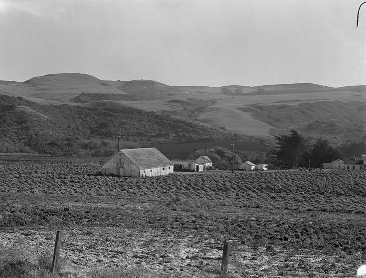 November 14, 1938. Near Half Moon Bay, California - Artichoke ranch