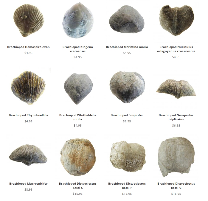 brachiopods at fossilicious.com