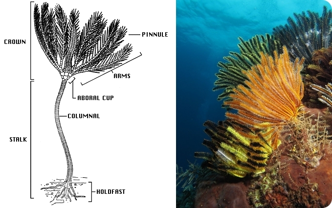 Crinoid anatomy and colorful crinoids in shallow waters in Indonesia