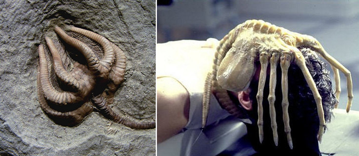 Crinoid and face hugging alien