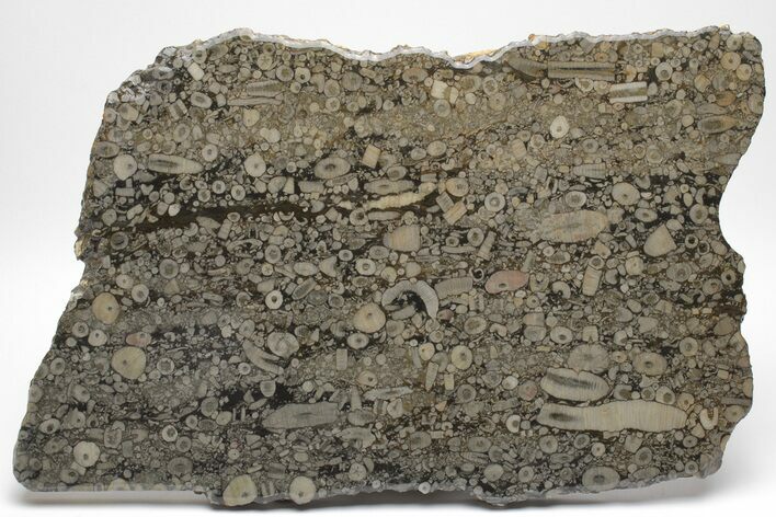 Fossil Crinoid Stems In Limestone Slab