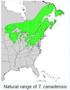 Natural range of Taxus canadensis