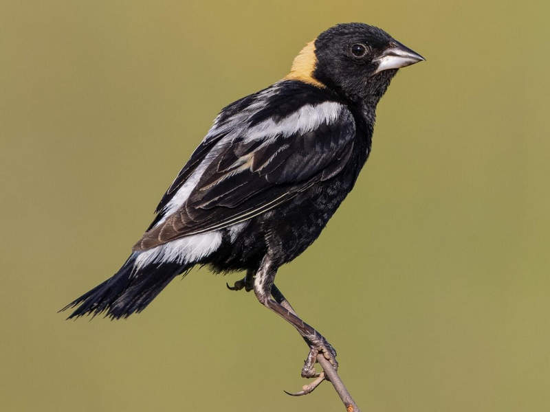 Bobolink from allaboutbirds.org