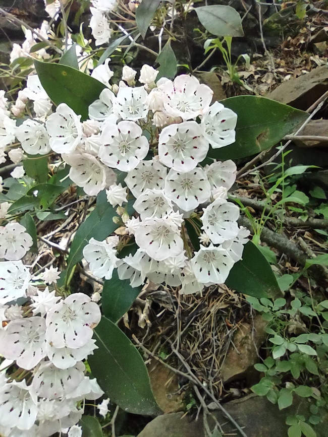 Mountain Laurel Flowers