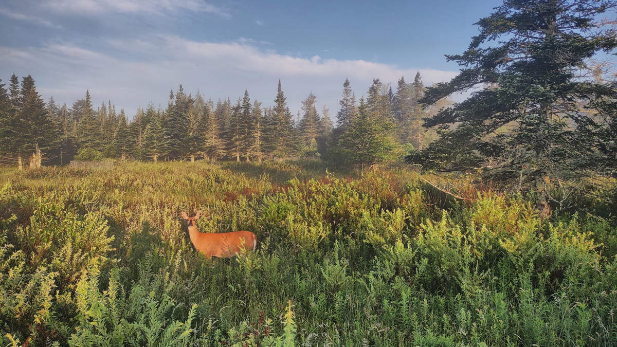 A Week In The Heart of The Highlands of West Virginia - Photo by Mike Breiding