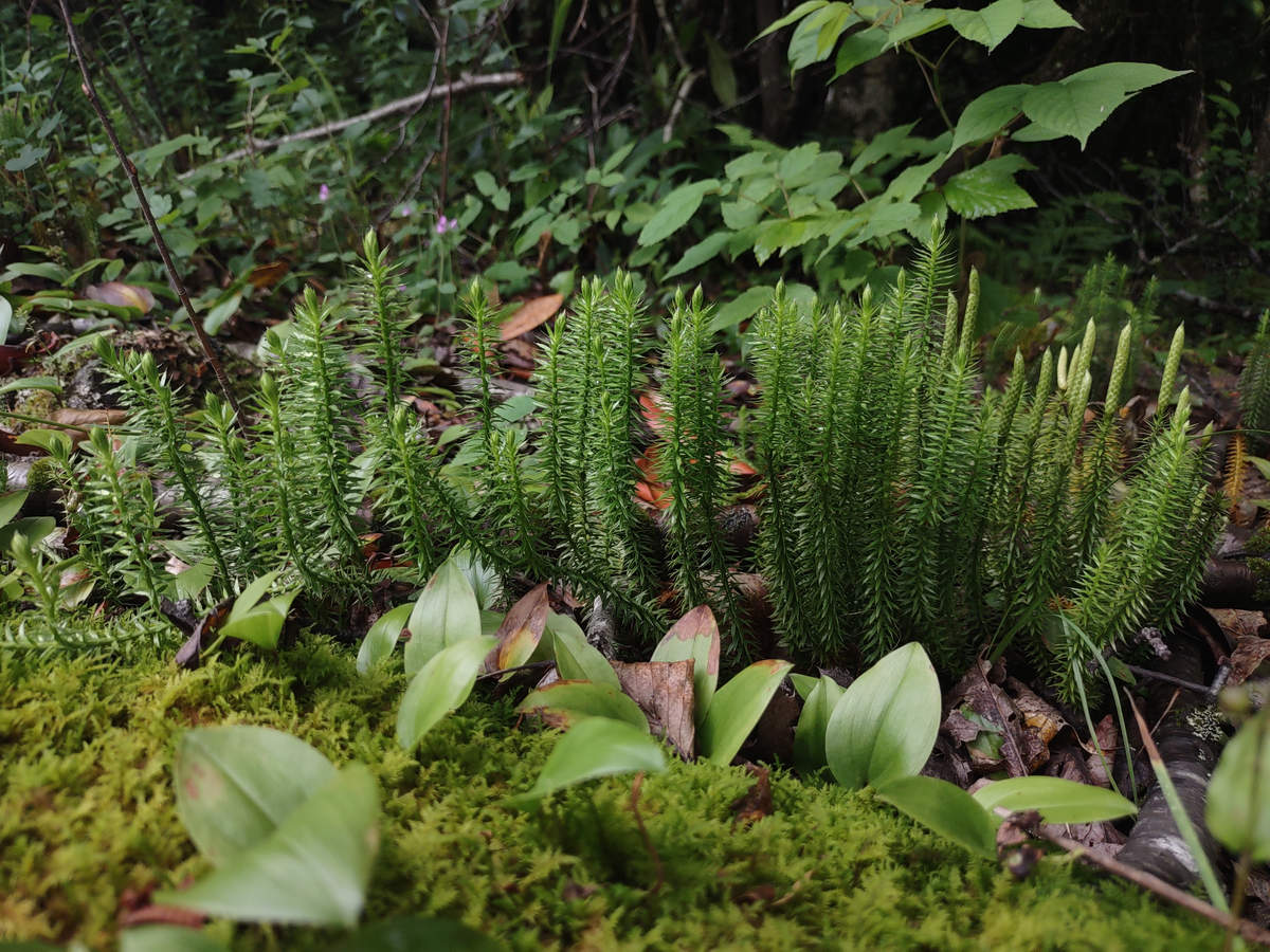 A Week In The Heart of The Highlands of West Virginia - Photo by Mike Breiding