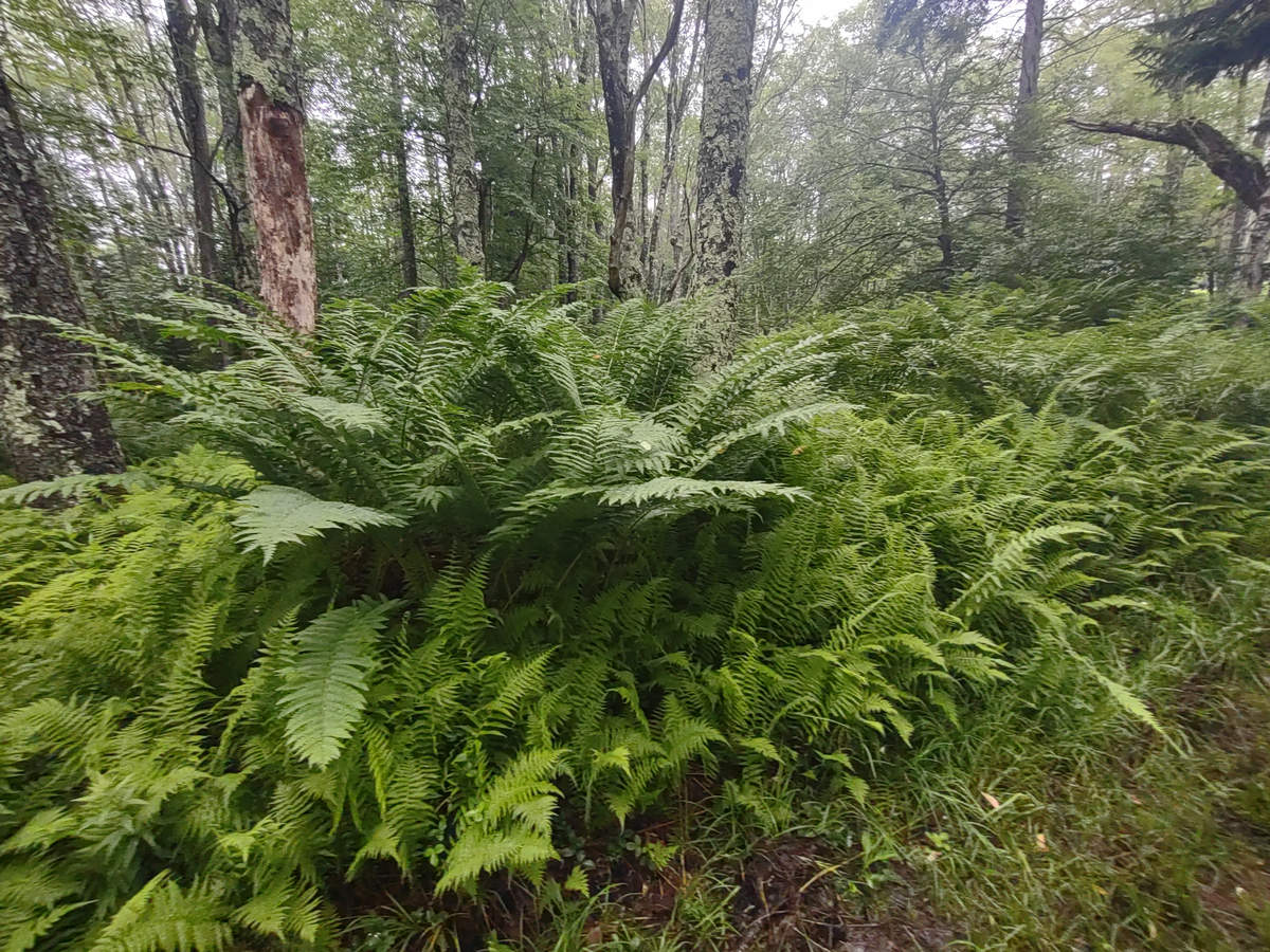 A Week In The Heart of The Highlands of West Virginia - Photo by Mike Breiding