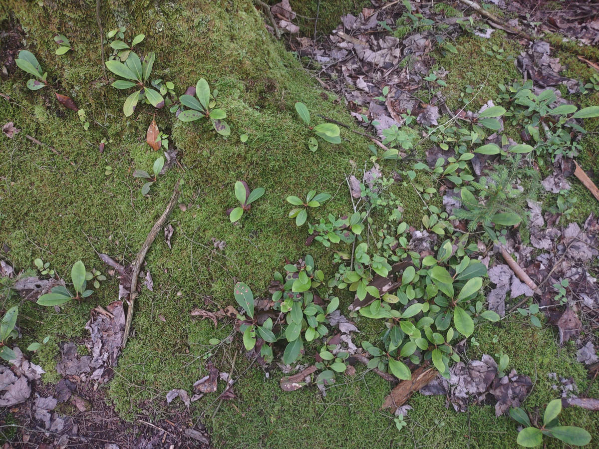 A Week In The Heart of The Highlands of West Virginia - Photo by Mike Breiding