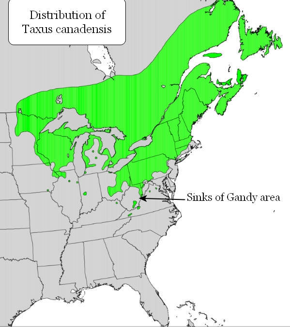Distribution of Taxus canadensis