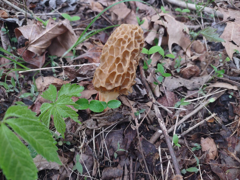 Morel near Round Bottom