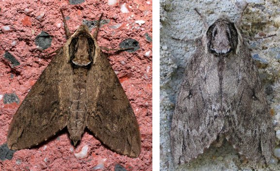 WikiPedia: Catalpa Sphinx Moth