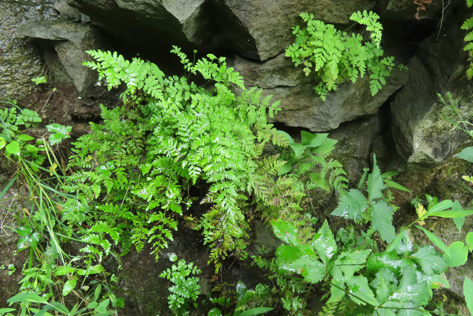 Photo by Mike Breiding - Butterflies, Caterpillars, and Ferns: McTrail Rail-Trail - Marion County WV
