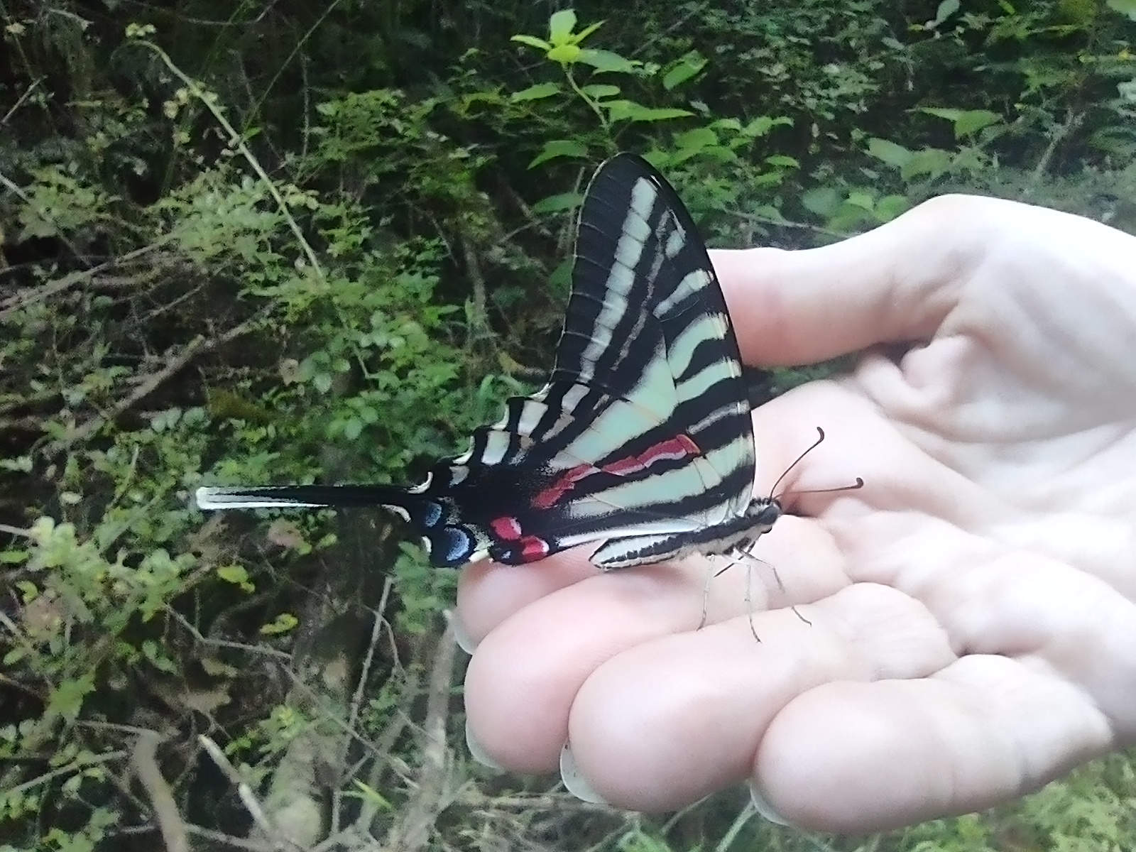 Photo by Mike Breiding - Butterflies, Caterpillars, and Ferns: McTrail Rail-Trail - Marion County WV