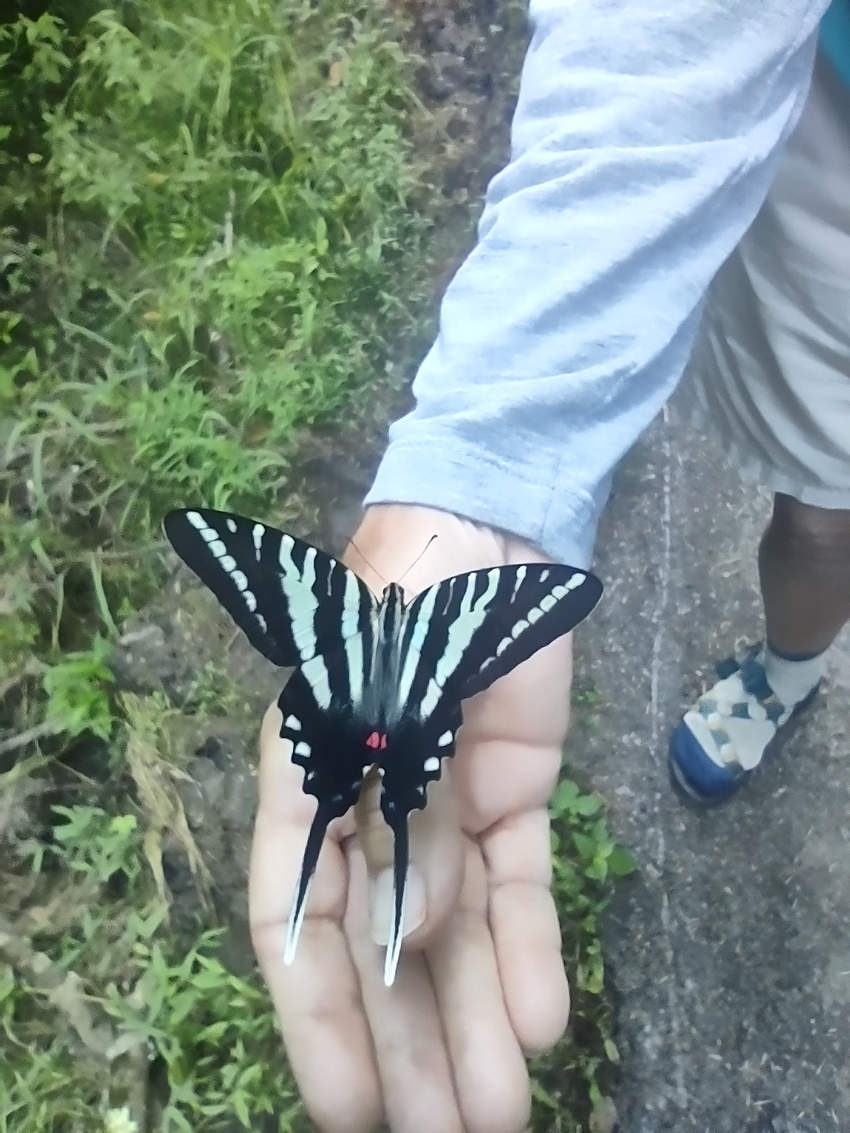 Photo by Mike Breiding - Butterflies, Caterpillars, and Ferns: McTrail Rail-Trail - Marion County WV