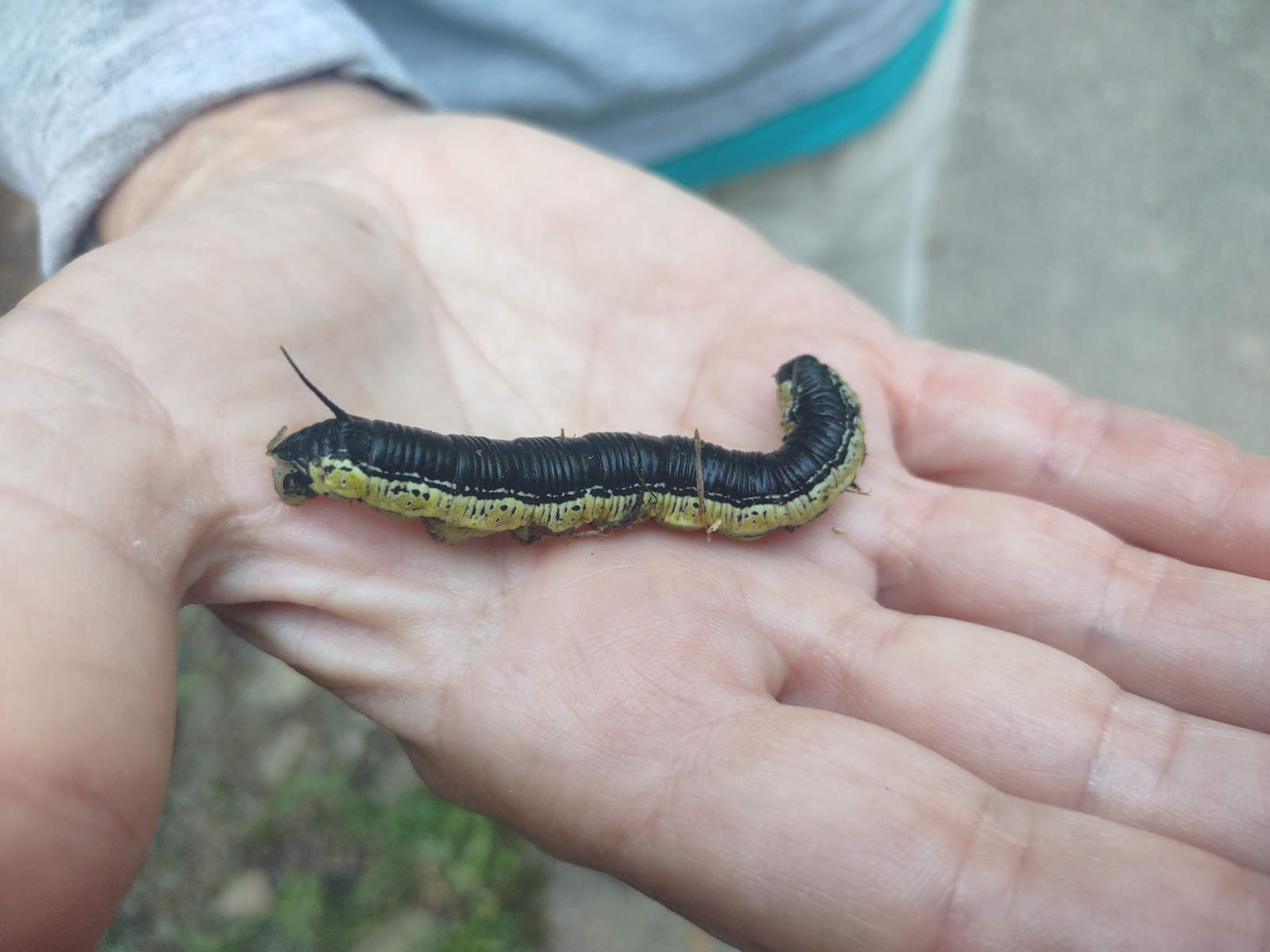 Photo by Mike Breiding - Butterflies, Caterpillars, and Ferns: McTrail Rail-Trail - Marion County WV
