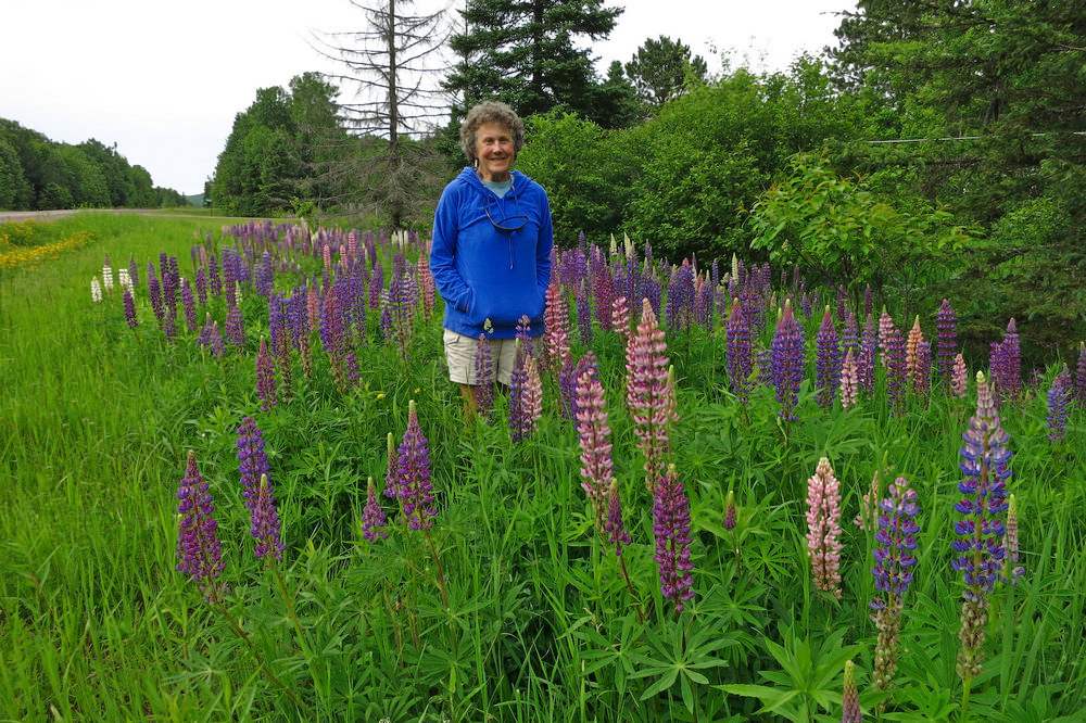 Lupines near Berland MI in 2015