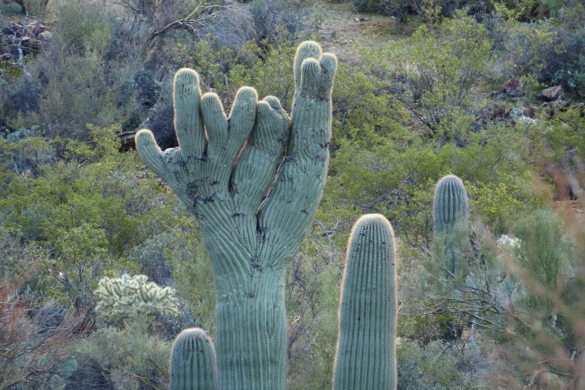 Photo by Mike Breiding - Click for larger image