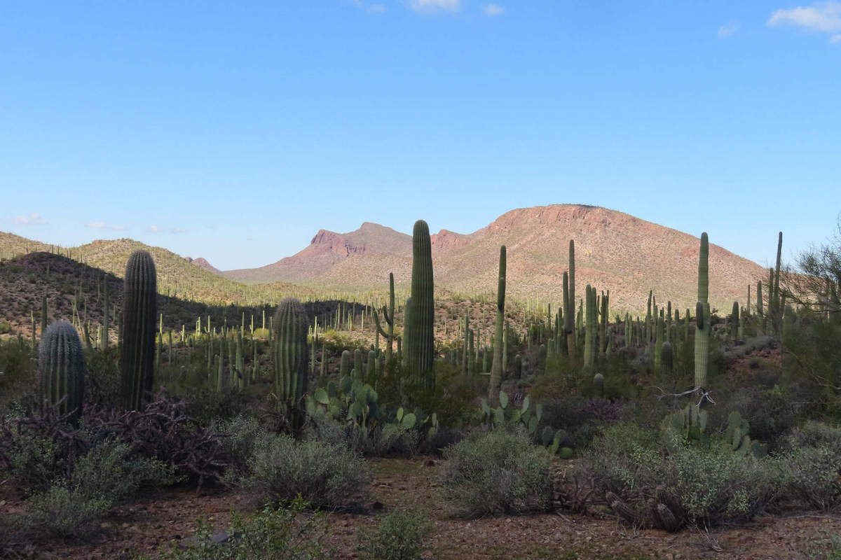 Photo by Mike Breiding - Click for larger image