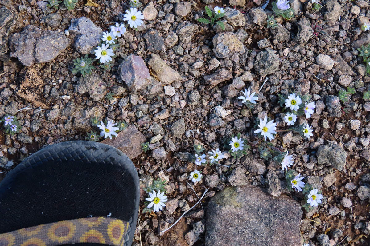 Photo by Mike Breiding - Click for larger image