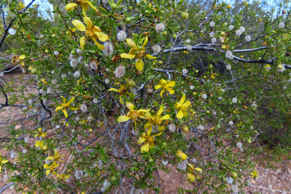 Photo by Mike Breiding - Click for larger image