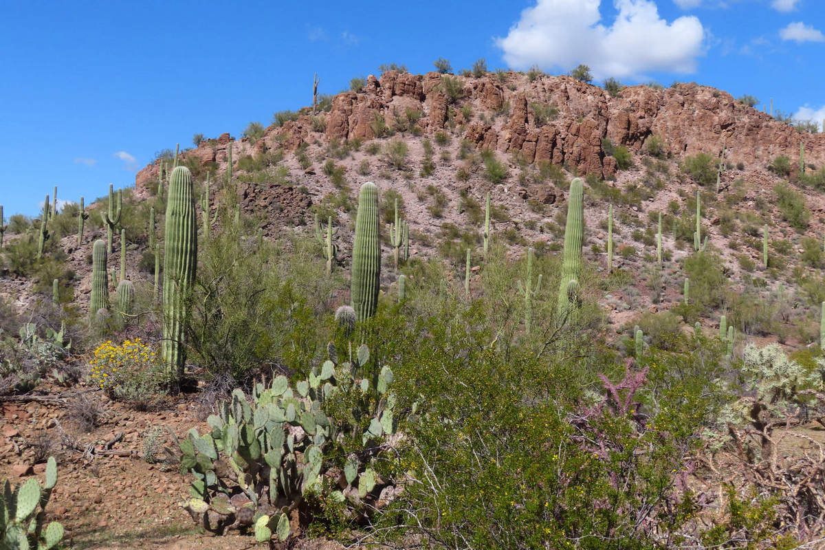 Photo by Mike Breiding - Click for larger image