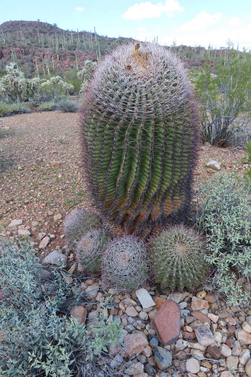 Photo by Mike Breiding - Click for larger image