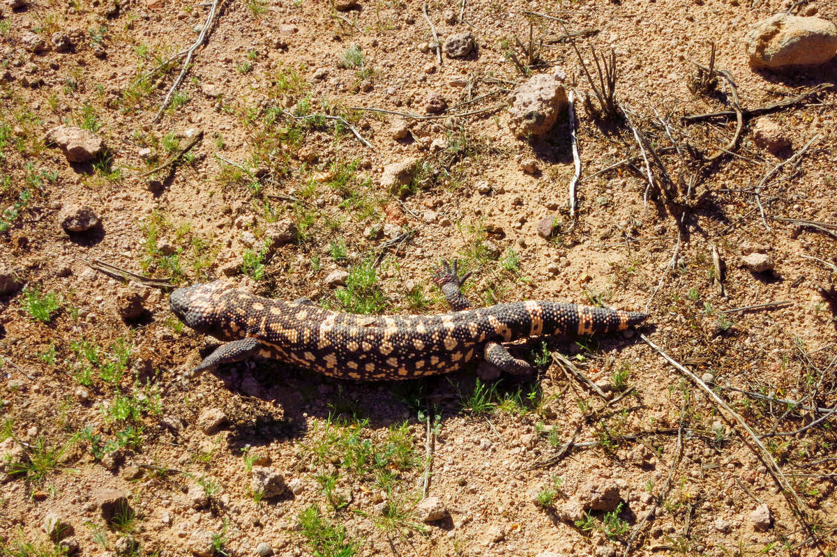 Photo by Mike Breiding - Click for larger image